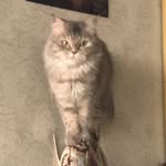 @gingerkingcat - Instagram