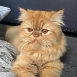 Maurice Watson - @ginger_king_maurice - Instagram