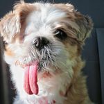 Ginger Kinney - @the_secondhand_mutt - Instagram