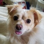 Ginger Dee Kirkpatrick - @gingobella_ - Instagram
