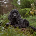 Ginger Ale vom Moorsbachtal - @ginger_klein_aber_oho - Instagram