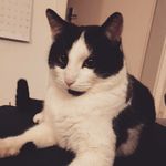 Ginger - @gingervonundzukoenig - Instagram