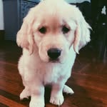 Ginger Kollmann Matheny - @gingers_snapshots - Instagram