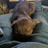 Ginger🐕 - @hman033111 - TikTok