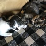 Oreo C and Ginger S Krueger - @oreoandginger2020ofbartzrd - Instagram