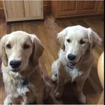 Poppy And Ginger Krueger - @poppyandgingersinsta - Instagram