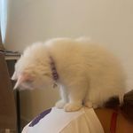 Stories of me and my lackey and ginger’s lackey. - @trainuft.gingertheticks - Instagram
