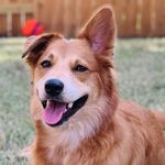 Ginger B Lane - @_one_floppy_ear - Instagram