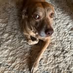 Ginger Lane - Facebook