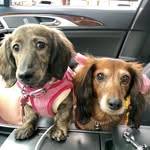 Ginger Lee, Piper LaBelle & Penelope “Penny” Lane - @gipipe_doxies - Instagram
