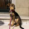 ginger.laperri - @ginger.laperri - TikTok