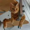 lazarogingercat - @lazarogingercat - TikTok