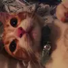 Ginger CLEARY 🐈 - @gingercleary - TikTok