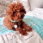 Ginger Lee - @firstladyginger - Instagram