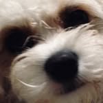 Lennon - @ginger_hamster_2 - Instagram