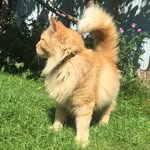 Leonard - @leonard_11_ginger_tom - Instagram