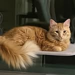 Leonard - @leonard_the_ginger_cat - Instagram