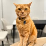 Leonardo - @leonardo.the.ginger - Instagram