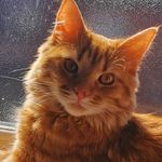 🧡 Lester 🧡 - @lesterthegingertabby - Instagram