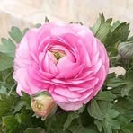Ginger Lilly - Facebook