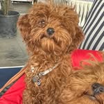 Ginger Goldenlight - @gingergoldenlight - Instagram