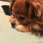 Ginger Light - @gingin3459 - Instagram