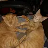 The best kitties ever❣️❣️❣️ - @ginger_lightskin10 - TikTok