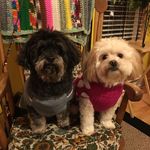 @lincoln_and_ginger - Instagram