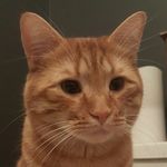 Lincoln Jefferson - @lincoln_the_ginger_kitty - Instagram
