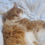 Cheeto| Ginger| Long Haired| Cat - @cheetoothegingercat - Instagram