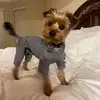 Ginger Long - @ginger.yorkie - TikTok