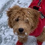 Ginger Lutz-Anderson - @gingerbearla - Instagram