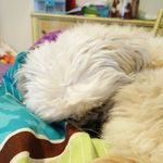 Ginger lyons - @ginger_the_doog - Instagram