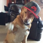 Ginger Snap Lyons - @gingerbabylyons - Instagram