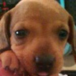 Ginger Manning Dobbins - @gsdobbins - Instagram