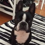 Ginger - @ginger_mayer - Instagram