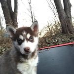Ginger Rose Mayer - @ginger_the_red_husky - Instagram