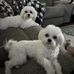 Ginger Mccoy - Facebook