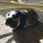 Ginger McGillicutty - @ginger_mcgillicutty - Instagram