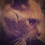 Ginger Mclean - @ginger_the_meme_cat - Instagram