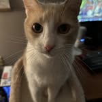 Ginger McNeely - @gingerthecommodorecat - Instagram