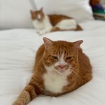 Messers Ginger & Pickles - @messers_ginger_and_pickles - Instagram