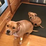 Ginger & Morgan - @gingy_and_morgy - Instagram