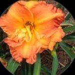 Ginger Morgan - @gingerflower995 - Instagram