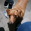 gingermorgan980 - @gingermorgan980 - TikTok