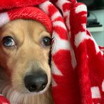 Ginger Mueller - @ginger_the_mini.dach - Instagram