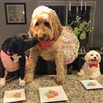 Ginger Murray - @itsgingerthedog_ - Instagram