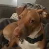 Newman the Ginger Ninja - @ginger_ninja_newman - TikTok
