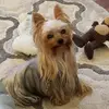 gingermcnicholas7 - @gingermcnicholas7 - TikTok