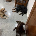 Roxy, Nicholas, Logan, Ginger, Glen!! - @roxynicholaslogangingerglen - Instagram